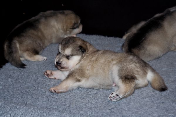 E Wurf 2 Wochen alt 16.jpg